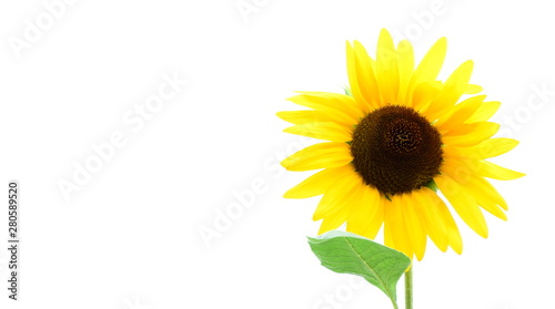Sonnenblume isoliert freigestellt vor weißen Hintergrund