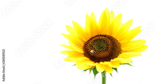 Sonnenblume vor weißen Hintergrund - isoliert und freigestellt © Zeitgugga6897