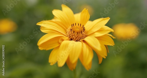 Closeup of stem with toothed leaves and flower of yellow Venus cultivar of Heliopsis helianthoides plant on blurred background with grass