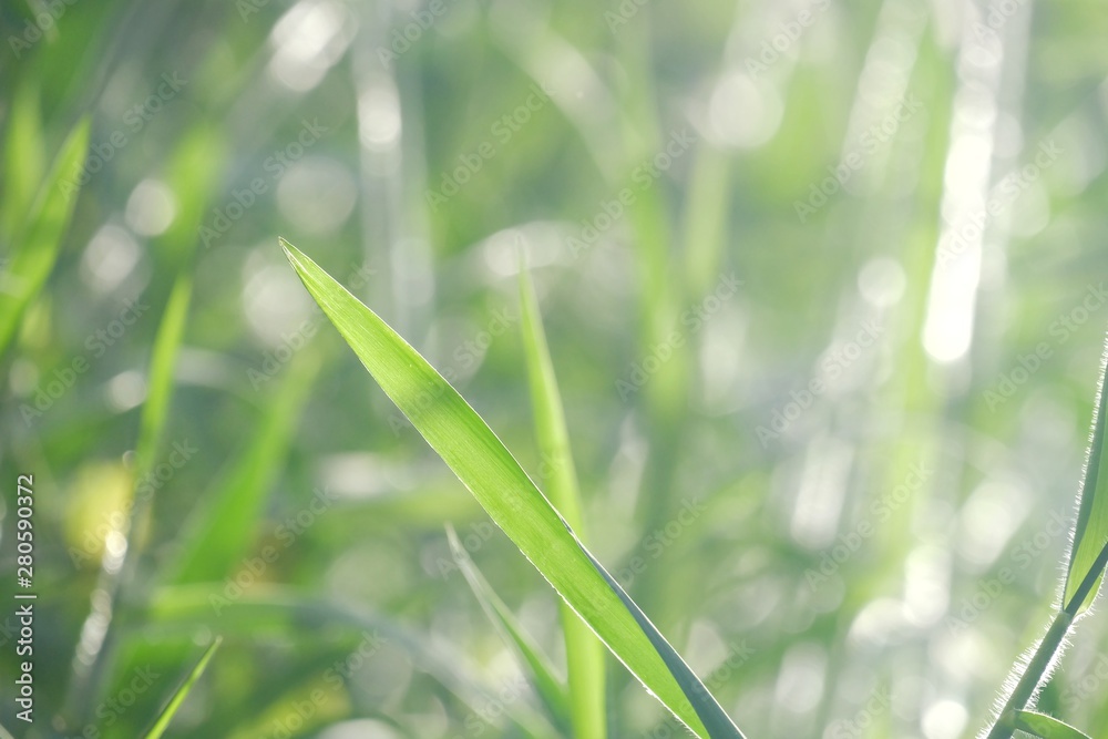Wild grass leaves growing in a garden with sun light and green nature background Wild grass leaves growing in a garden with sun light and green nature background