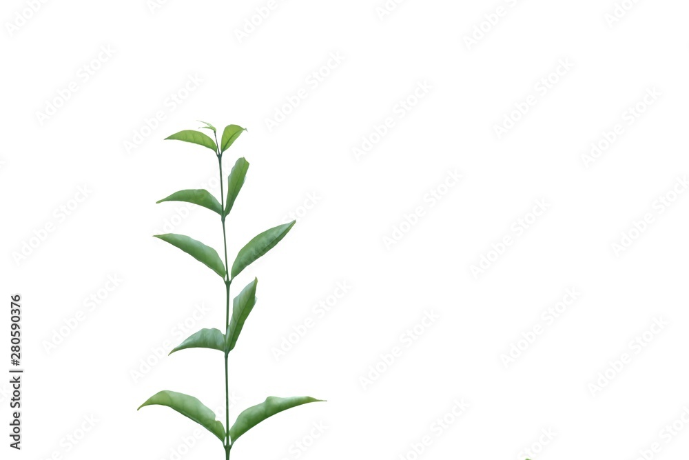 Fototapeta premium Young tropical plant with leaves branches on white isolated background for green foliage backdrop 