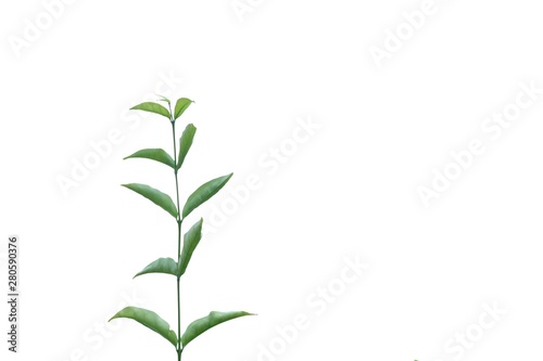 Young tropical plant with leaves branches on white isolated background for green foliage backdrop 