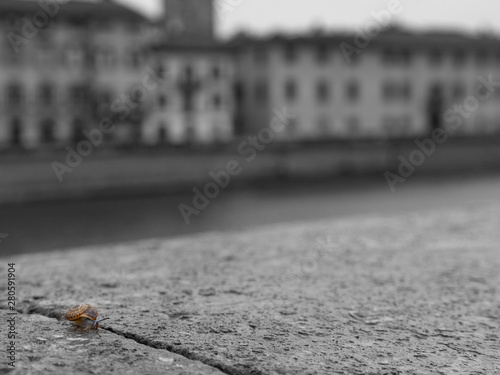 Pisa: chiocciola sulla sponda del fiume Arno photo
