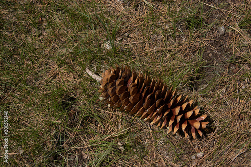 pine cone © oathka