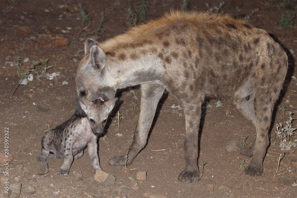 Tüpfelhyäne / Spotted Hyaena / Crocuta crocuta. Tüpfelhyäne / Spotted Hyaena / Crocuta crocuta.