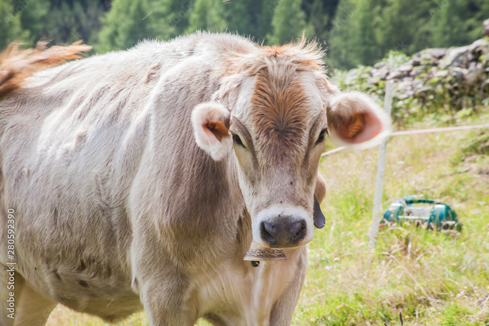 portrait of cow in field