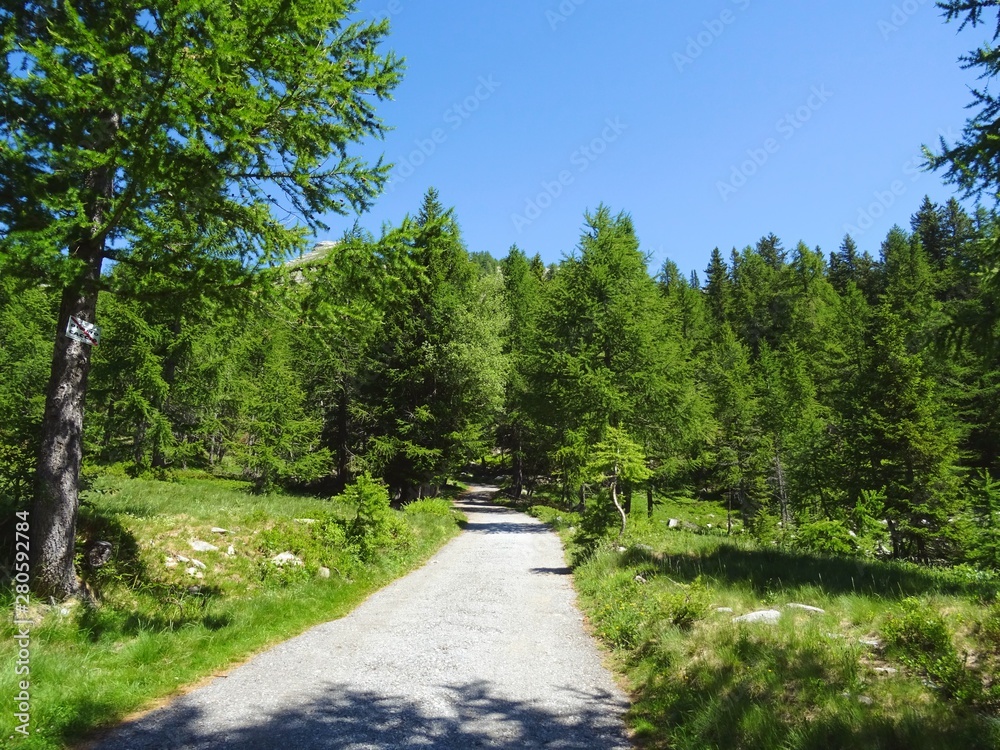 A forest in the Alps during a sunny summer day in Val Bognanco, near the town of Domodossola, Italy - June 2019.