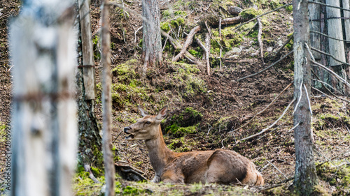 Fototapeta Naklejka Na Ścianę i Meble -  Sarna, jeleń