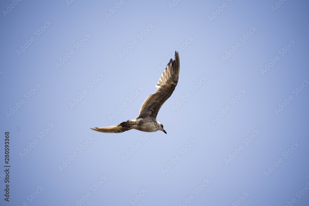Obraz premium seagul in flight