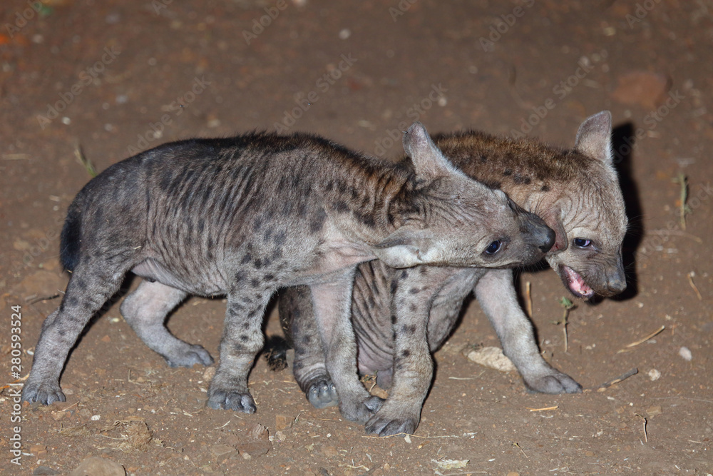 Tüpfelhyäne / Spotted Hyaena / Crocuta crocuta. Tüpfelhyäne / Spotted Hyaena / Crocuta crocuta.