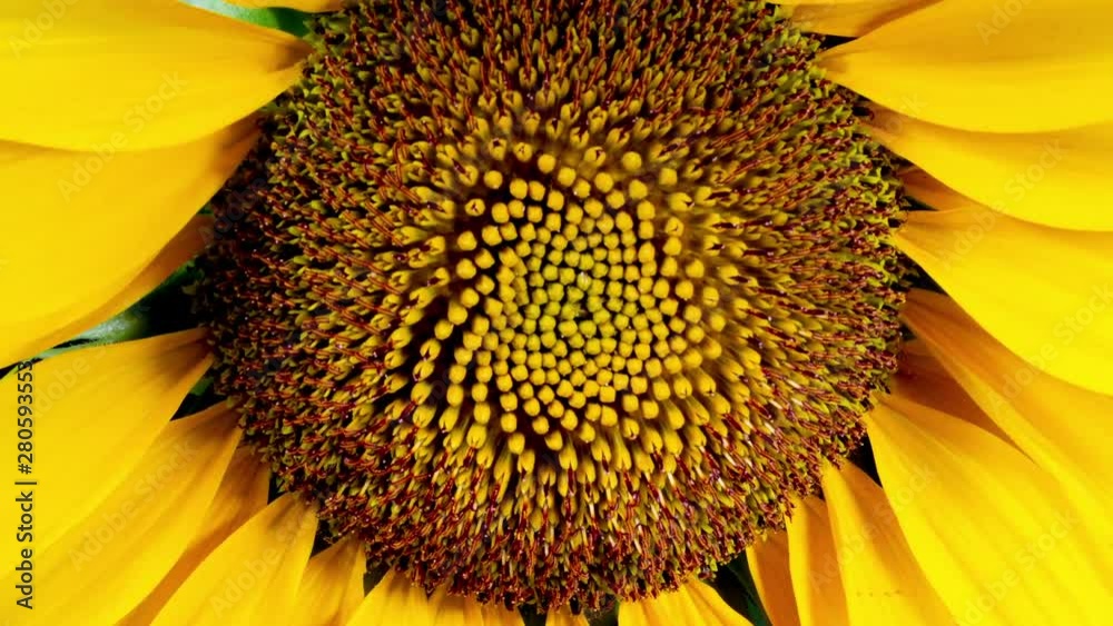 Yellow Sunflower Head Blooming in Time Lapse