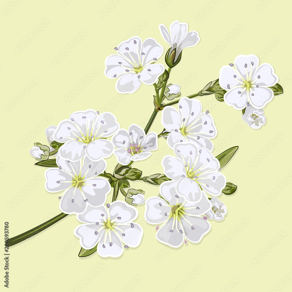 Fototapeta premium Gypsophila twig with white flowers