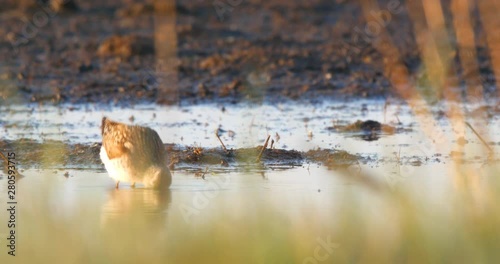Wood sandpiper, Tringa glareola, having a morning bath in salt marsh in Polish national reserve near Baltic sea photo