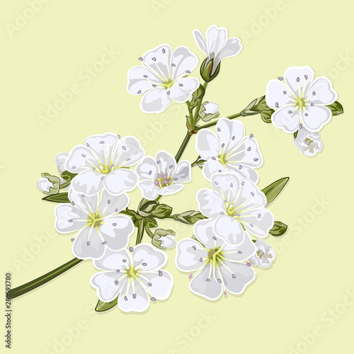Gypsophila twig with white flowers
