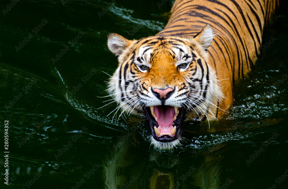 Naklejka premium Close-up photos While the tiger is playing in the water