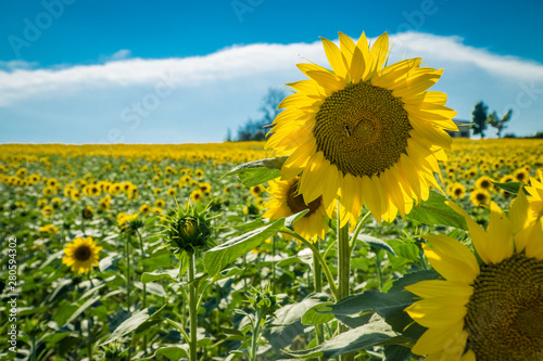 sunflower field with blue sky and cloud stream in Italy. main colors: yellow, green, blue, white.