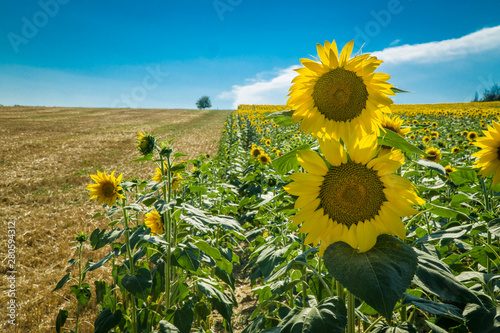 sunflower field with blue sky and cloud stream with far isolated tree in Italy. main colors: yellow, green, blue, white.