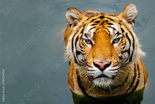 Close-up photos While the tiger is playing in the water