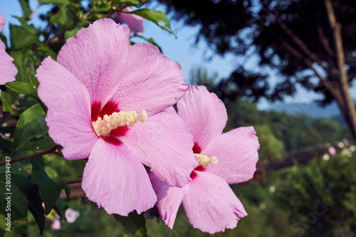 A close-up of a pink Mugunghwa, also known as rose of the Sharon, at the Uirimji Reservoir at Jechun, South Korea.