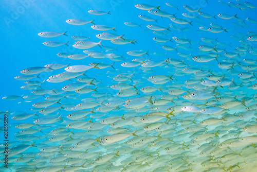 School of fish swimming in clear blue water over sand and reef