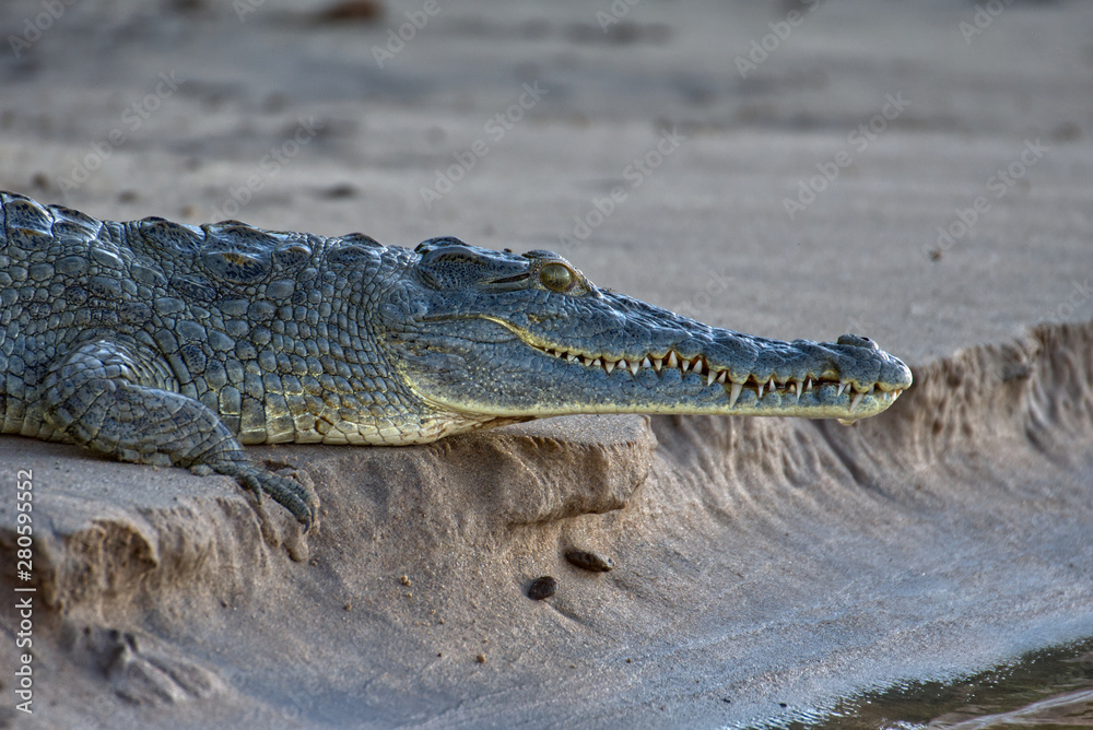 Naklejka premium wild and free crocdile in africa selous tanzania Krokodil Alligator
