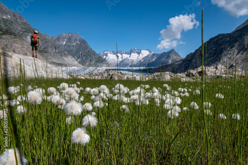 cottongrass field at a small creek in the Aletsch Arena © schame87