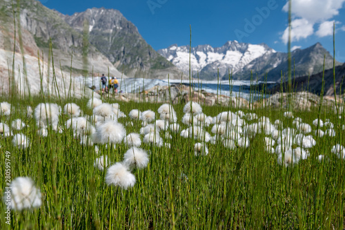 cottongrass field at a small creek in the Aletsch Arena photo