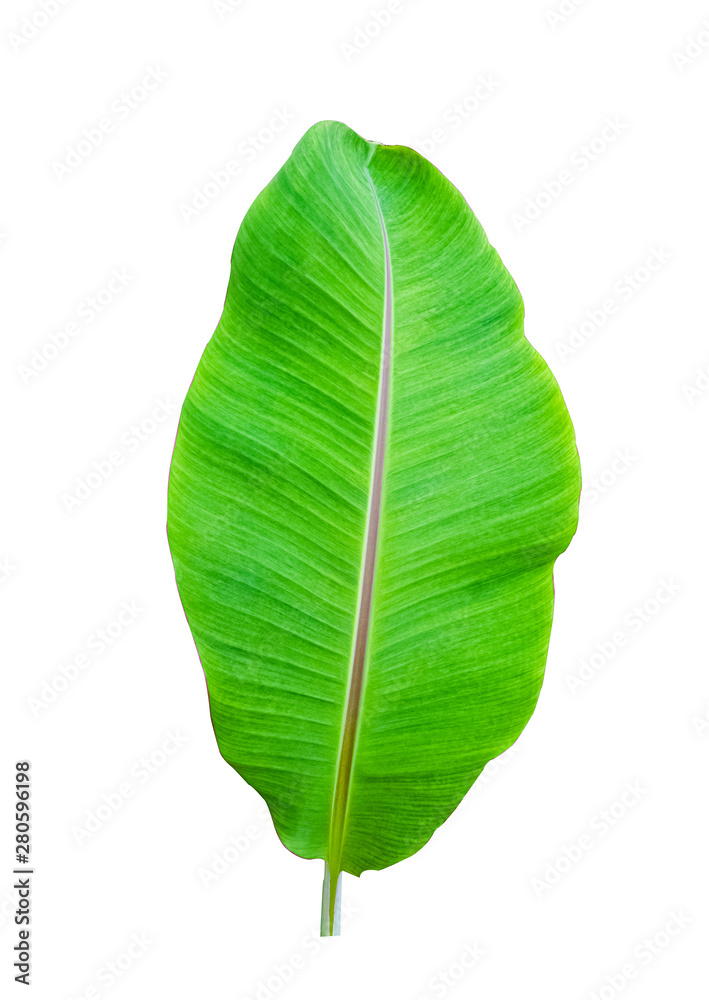 Isolate of banana leaf on white background Isolate of banana leaf on white background