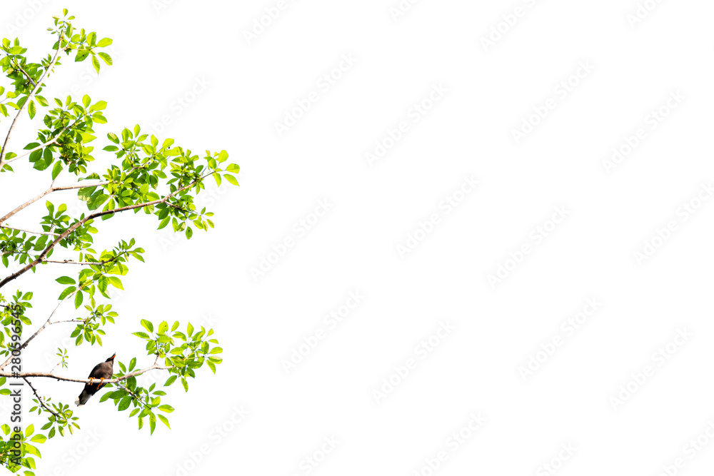 Isolated of beautiful tree branch with colorful leaf on white background. Isolated of beautiful tree branch with colorful leaf on white background.