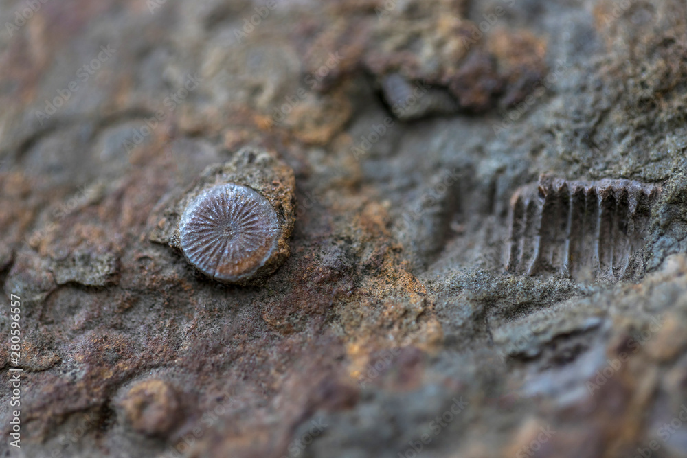 fossils stone background