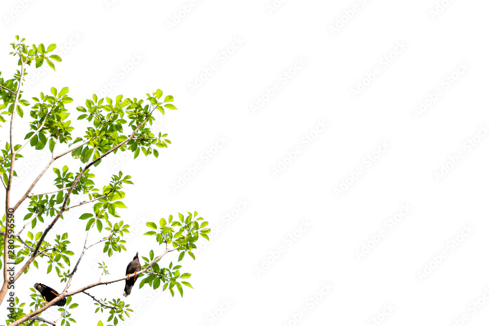 Isolated of beautiful tree branch with colorful leaf on white background.