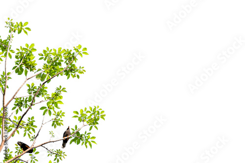 Isolated of beautiful tree branch with colorful leaf on white background.