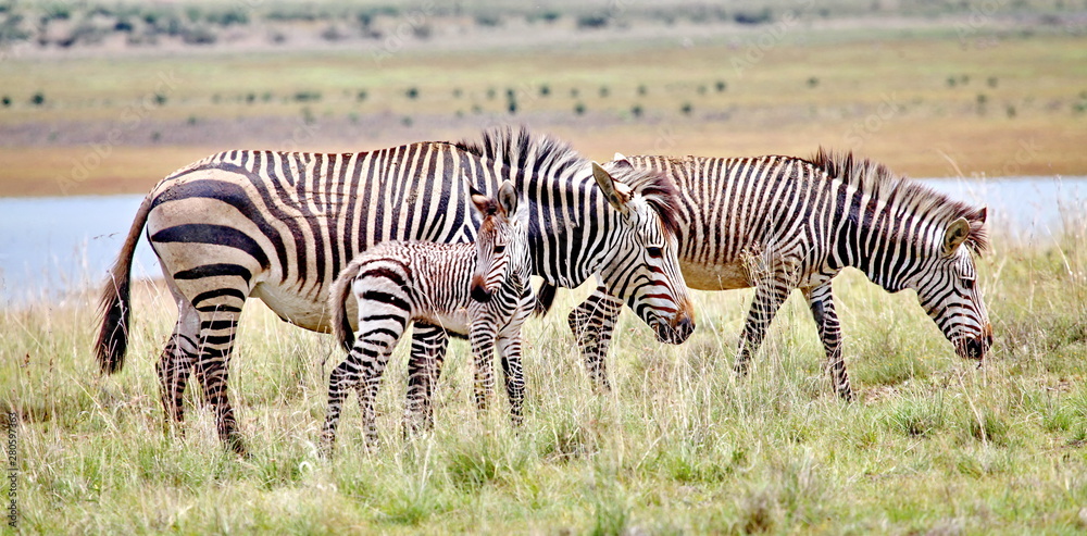 Obraz premium Bergzebra panorama