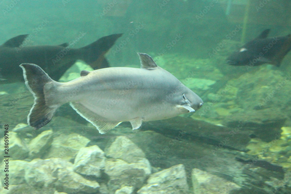 Fototapeta premium Fish