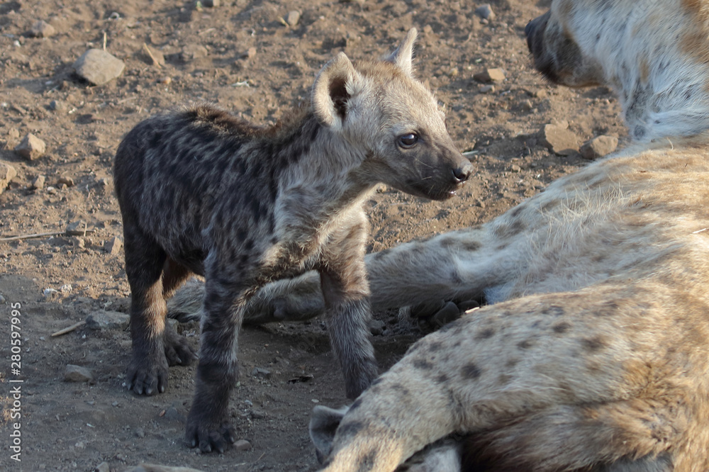 Tüpfelhyäne / Spotted Hyaena / Crocuta crocuta. Tüpfelhyäne / Spotted Hyaena / Crocuta crocuta.