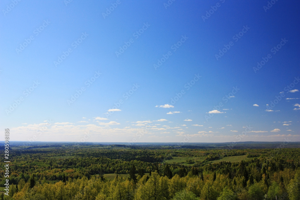 Green forest in the Siberian taiga