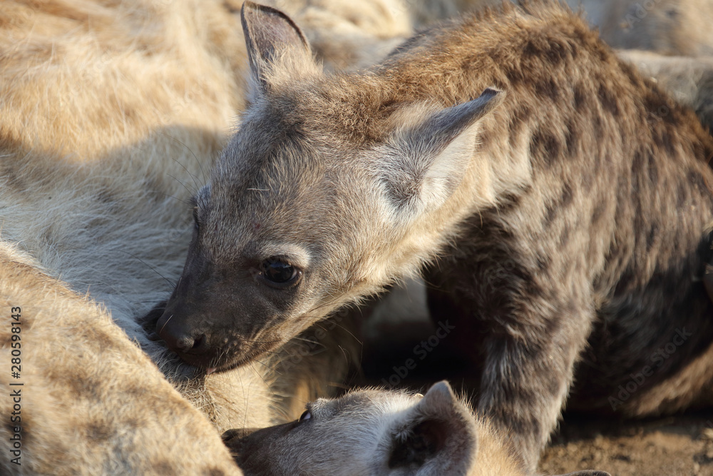 Tüpfelhyäne / Spotted Hyaena / Crocuta crocuta. Tüpfelhyäne / Spotted Hyaena / Crocuta crocuta.