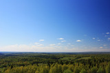 Green forest in the Siberian taiga