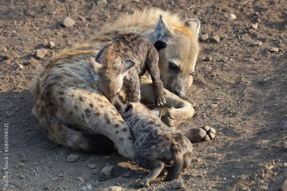 Tüpfelhyäne / Spotted Hyaena / Crocuta crocuta. Tüpfelhyäne / Spotted Hyaena / Crocuta crocuta.