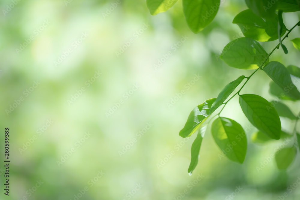 Green leaf on blurred greenery background. Beautiful leaf texture in nature. Natural background. close-up of macro with free space for text. Green leaf on blurred greenery background. Beautiful leaf texture in nature. Natural background. close-up of macro with free space for text.