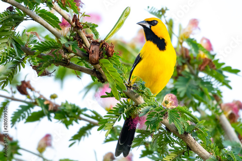 A bright Yellow Oriole, Icterus nigrogularis, bird perches in a Calliandra (Powderpuff) tree in a garden. photo