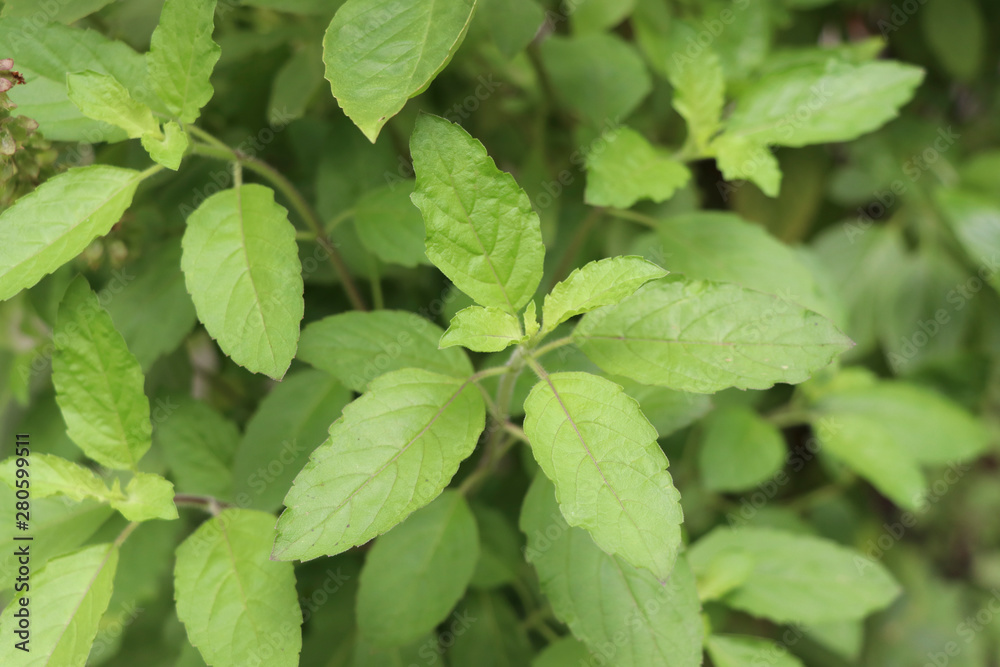 Holy basil leaves on the Holy basil tree. Holy basil leaves are useful herbs. Holy basil leaves on the Holy basil tree. Holy basil leaves are useful herbs.