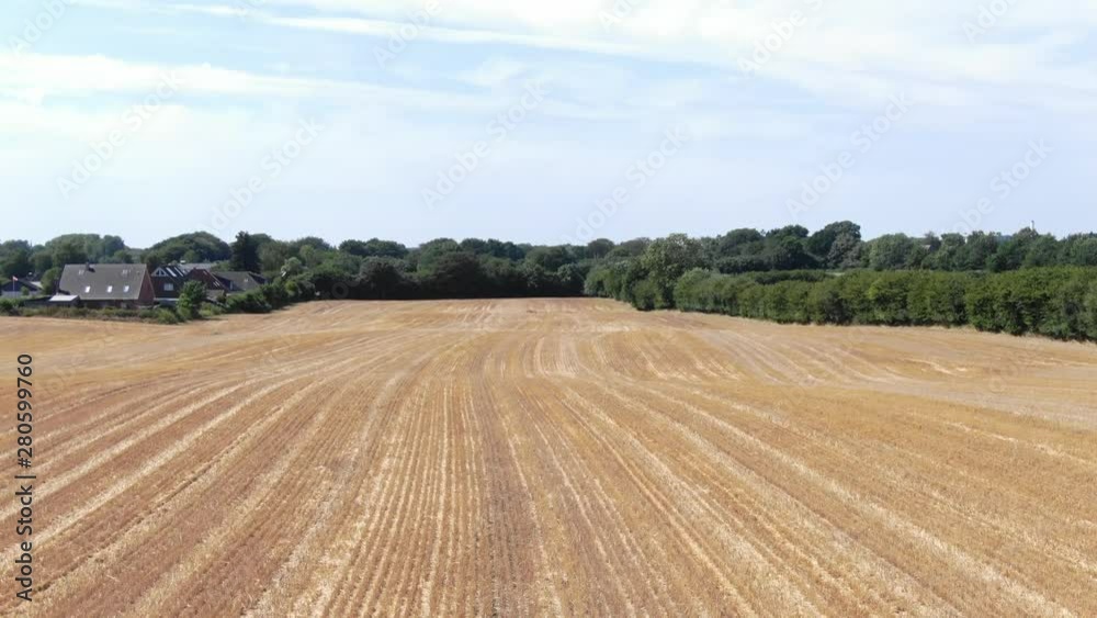 Farmed Wheat field drone shot. Farming season (Ungraded).