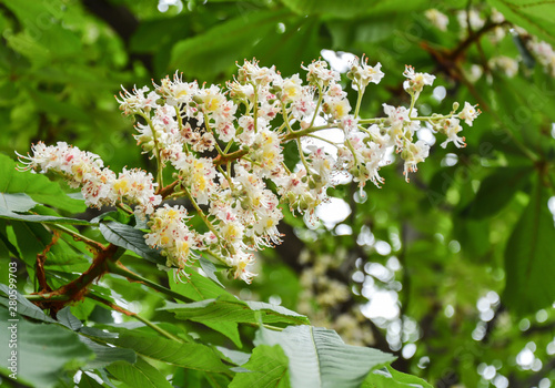 Flowering horsechestnut photo