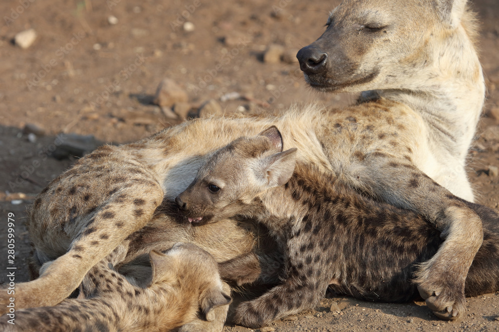 Tüpfelhyäne / Spotted Hyaena / Crocuta crocuta. Tüpfelhyäne / Spotted Hyaena / Crocuta crocuta.