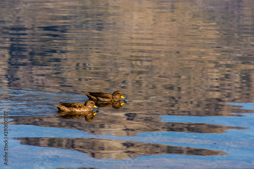 Scene view of family ducks swimming in Epuyen lake, Puerto Patriada, Patagonia, Argentina © Pedro Suarez