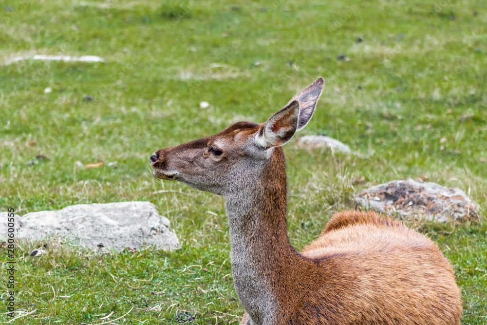 some deer resting in a green grass meadow some deer resting in a green grass meadow