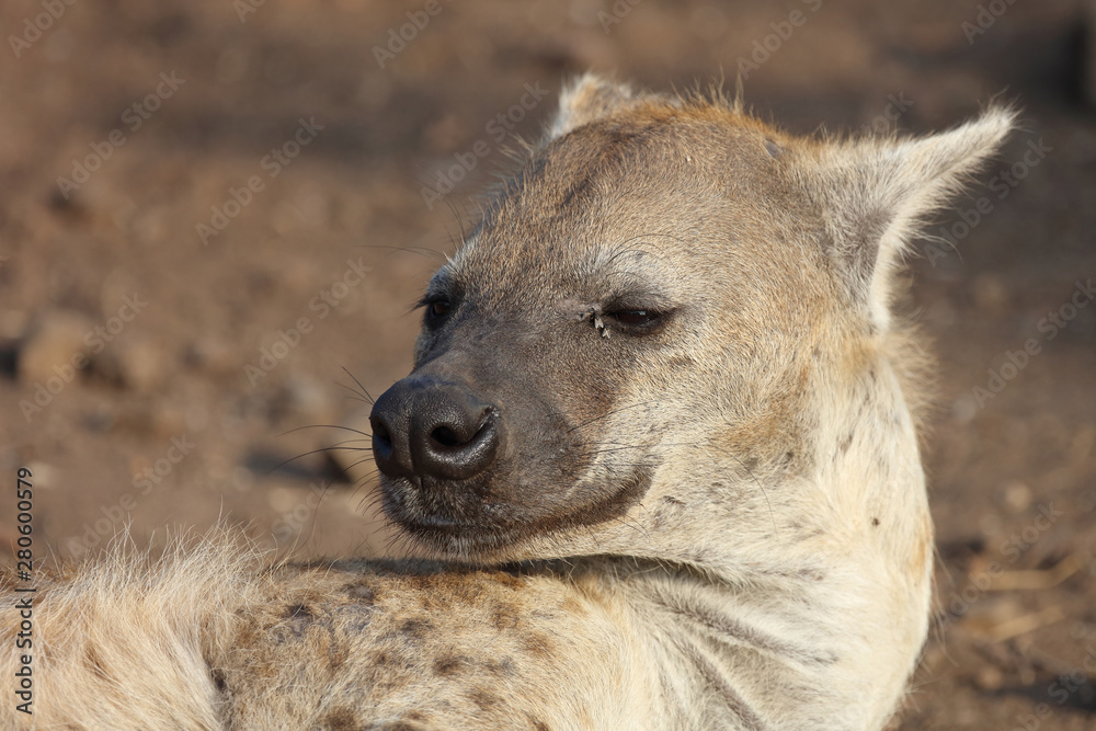 Tüpfelhyäne / Spotted hyaena / Crocuta crocuta Tüpfelhyäne / Spotted hyaena / Crocuta crocuta
