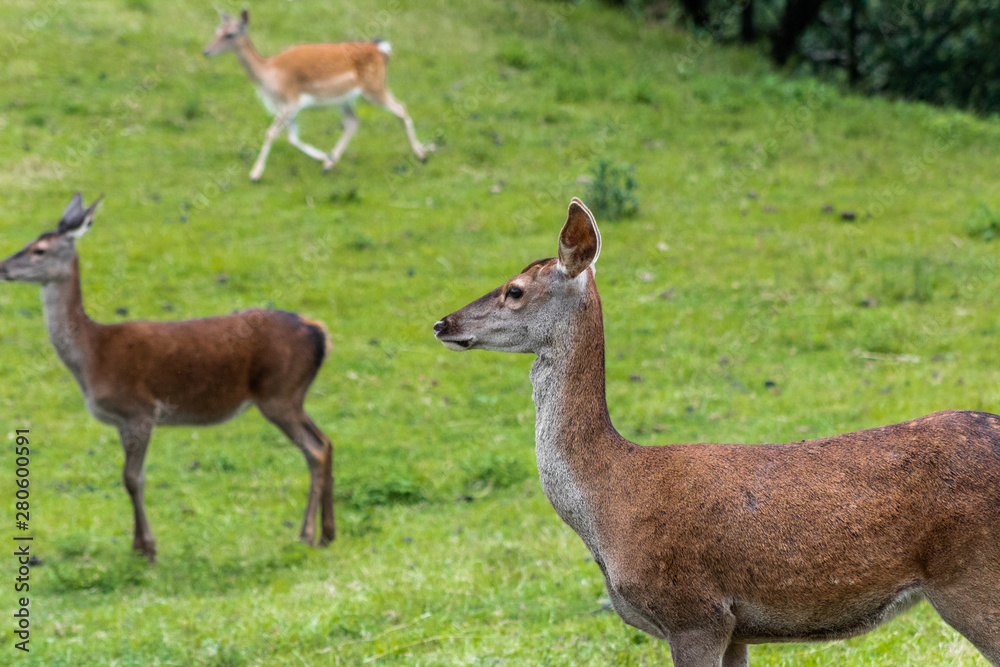 some deer resting in a green grass meadow some deer resting in a green grass meadow