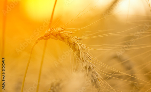   Ripe wheat close up on farm field .Ears of golden wheat close up. Beautiful Nature Sunset Landscape. Background of ripening ears of meadow wheat field.